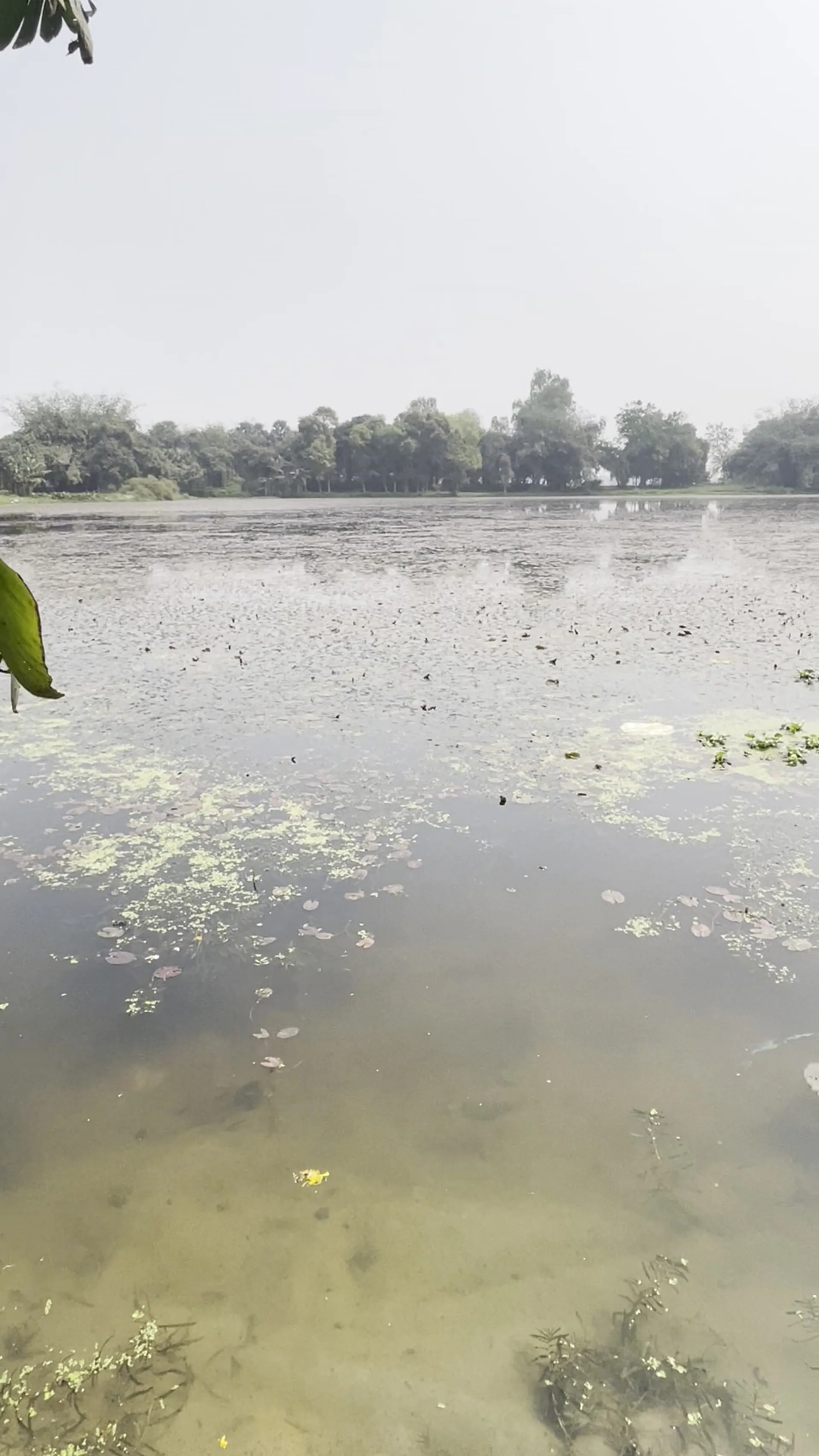 Mithila lotus pond where makhana is grown