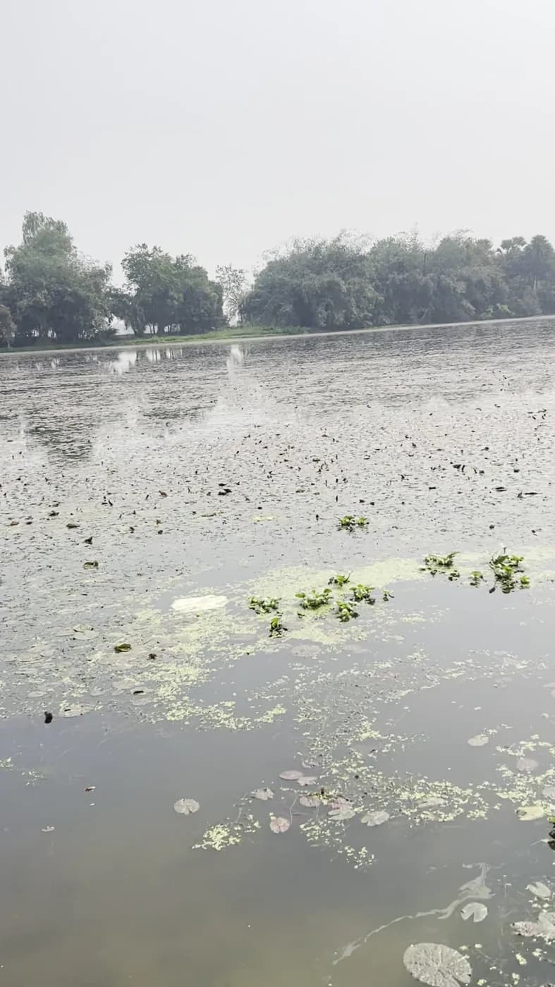 Still waters of a Mithila makhana pond